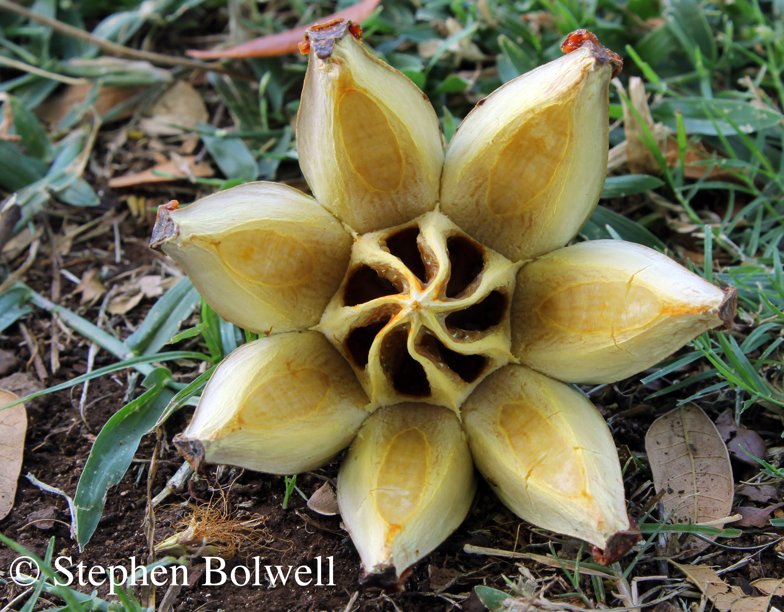 HAWAII: JUST ANOTHER DAY IN PARADISE. PART 2 – INVASIVE SPECIES. | Take ...