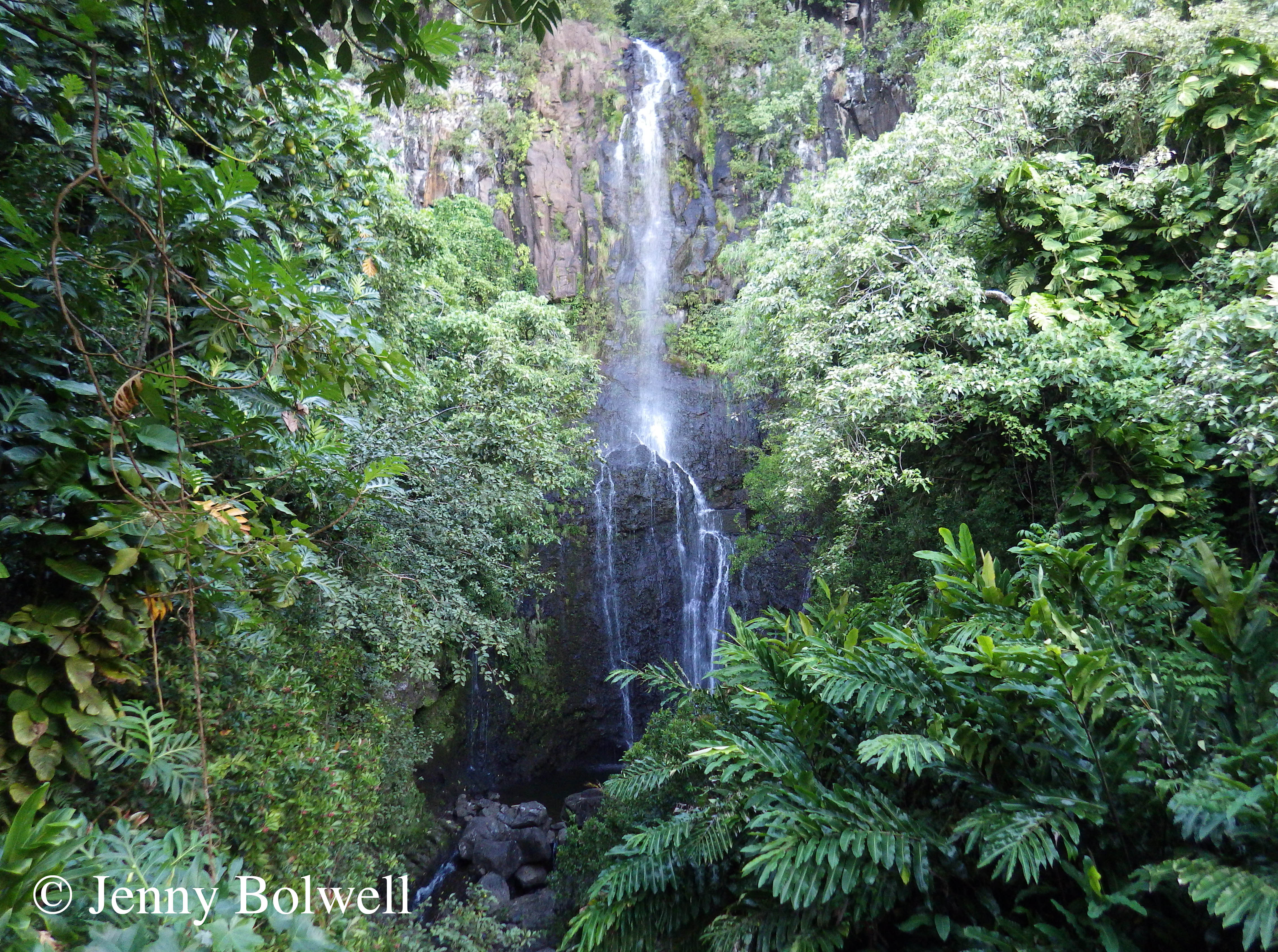 HAWAII: JUST ANOTHER DAY IN PARADISE. PART 2 – INVASIVE SPECIES. – Take ...